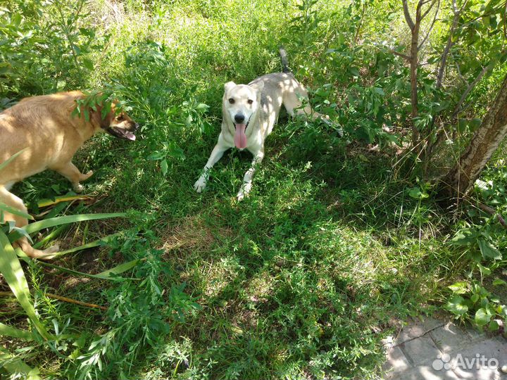 Отдам собаку в добрые руки