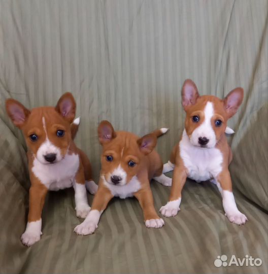 Басенджи, щенки