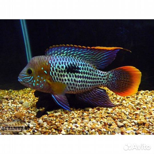 Аквариумные рыбки