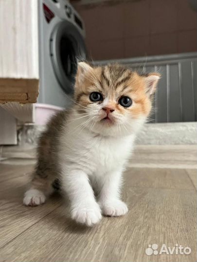 Продам шотландских котят