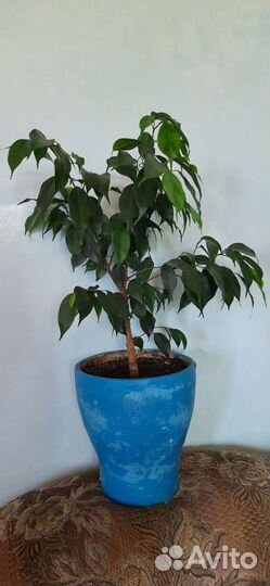 Фикус бенджамина