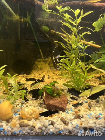 Сомики анциструсы и рыбки малинезии