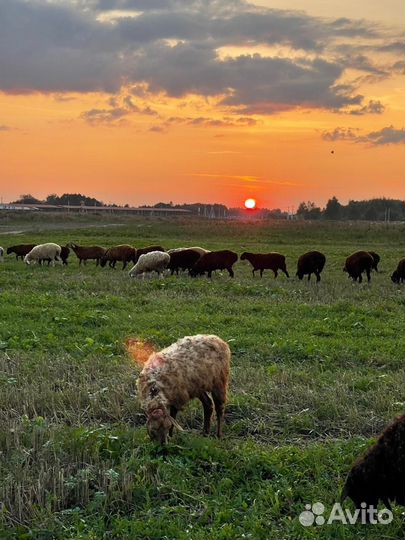 Овцы и барашки