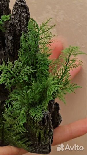 Озеленение террариумов, аквариумов и т.п