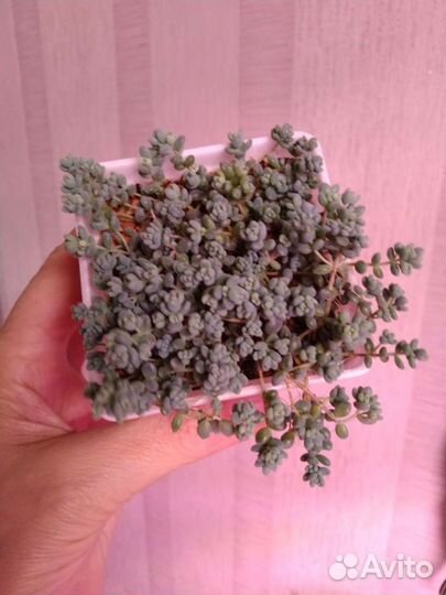 Седум дасифиллюм