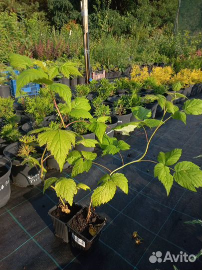 Химбо Топ ремонтантная малина