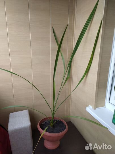 Финиковая пальма