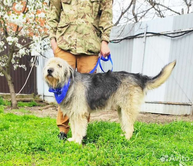 Отдам в добрые руки