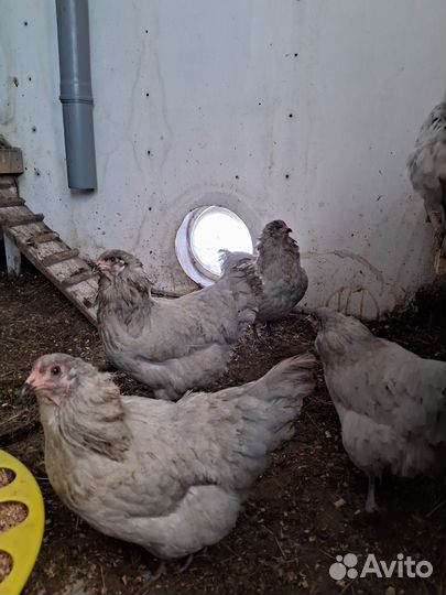 Яйцо инкубационное америукана лаванда