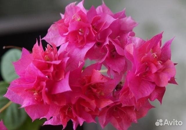 Бугенвиллея махровая