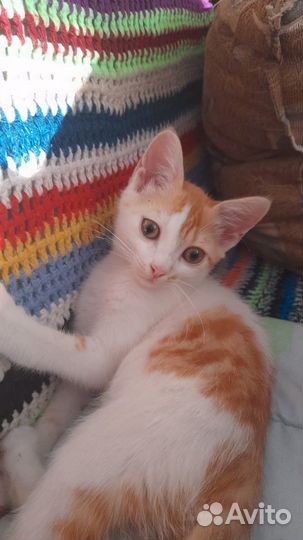 Котенок удача