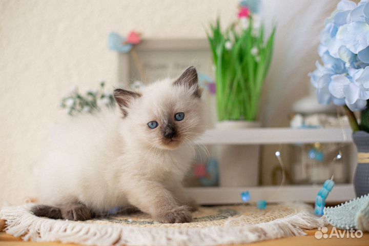 Невские маскарадные котята в спб