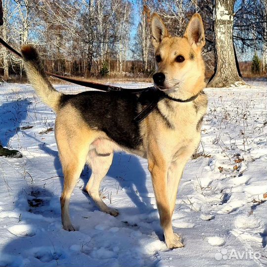 Вольт ищет дом