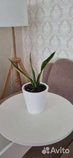 Комнатные растения цветы