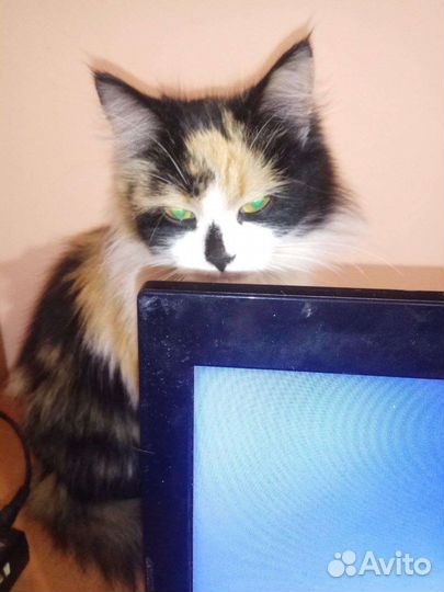 Трехцветная кошечка