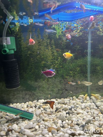 Рыба в аквариум