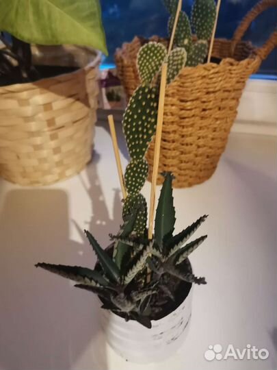 Опунция мелковолосистая кактус