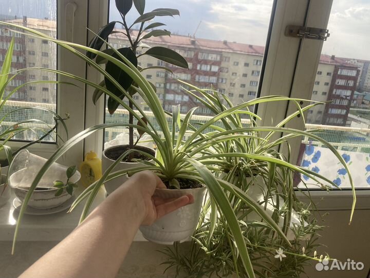 Комнатные цветы
