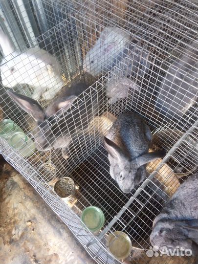 Кролики, мясо