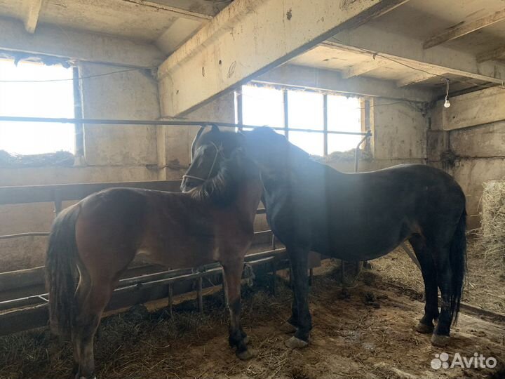 Лошадь с жеребенком