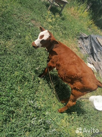 Быки и тёлочки