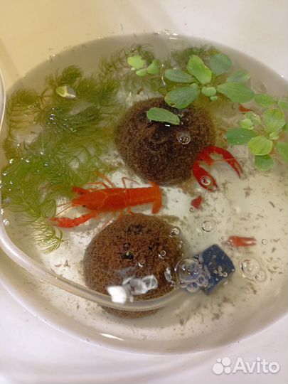 Калифорнийский красный рак