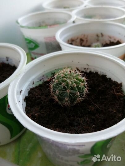 Кактусы и суккуленты