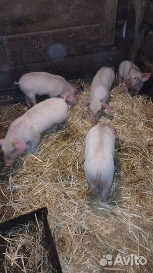Поросята