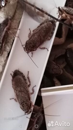 Мраморный таракан