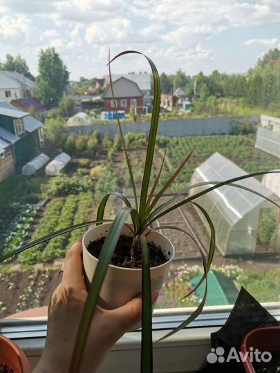 Пальма драцена