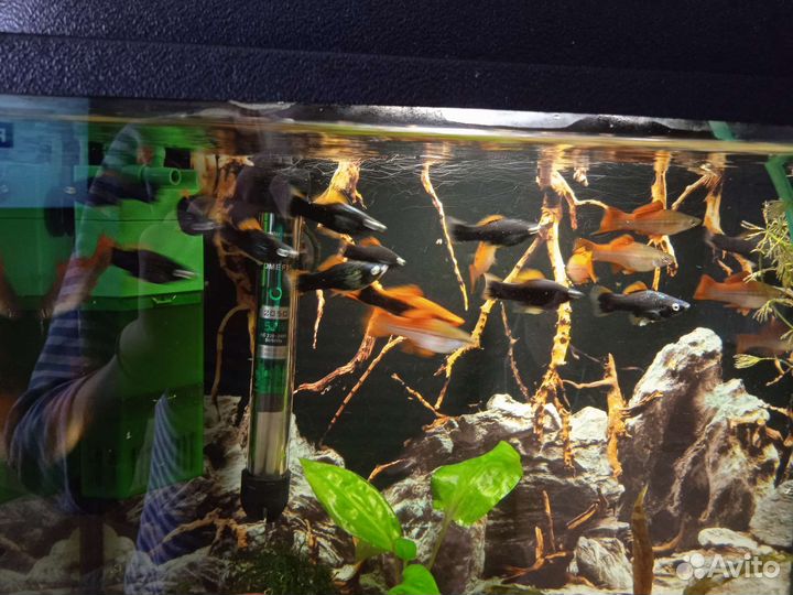 Меченосец чёрный