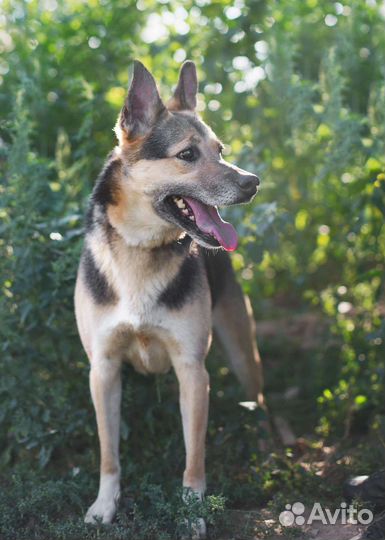 Собака в добрые руки. Соня в поисках семьи