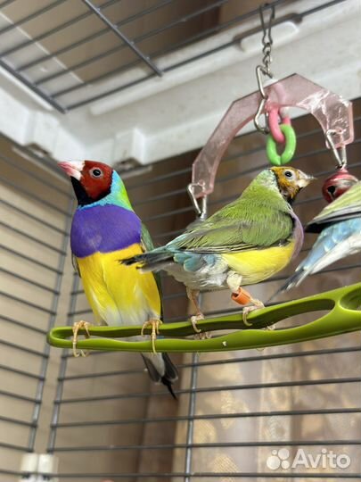 Амадина гульда