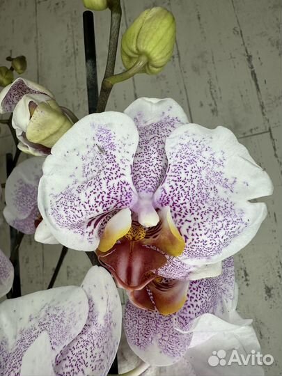Орхидея фаленопсис