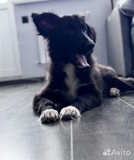 Метис бордер колли 4 мес