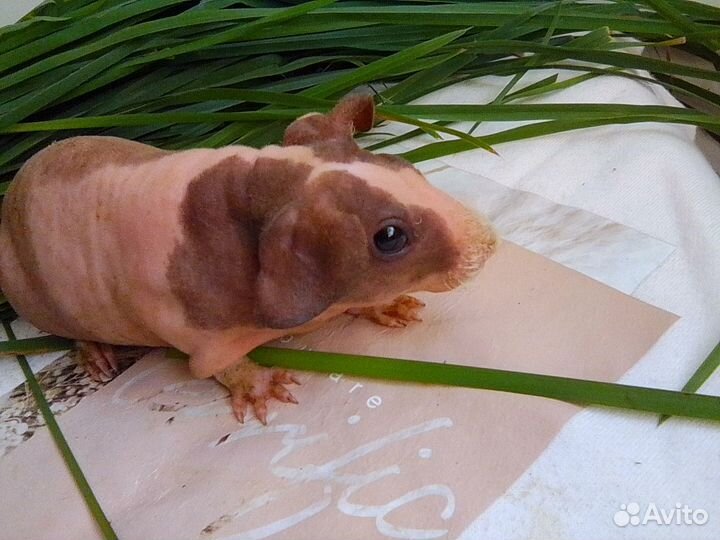 Морская свинка Скинни (малыши)
