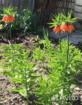 Рябчик императорский