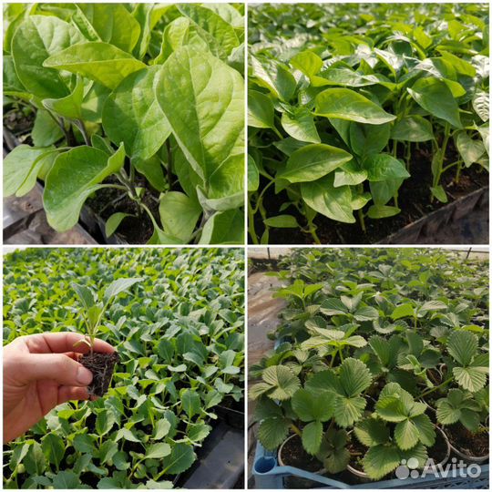 Рассада Овощей, Ягод и Цветов