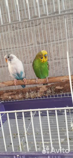 Волнистые попугаи с клеткой и игровой площадкой