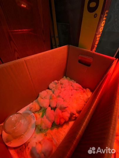 Цыплята бройлеры кобб 500