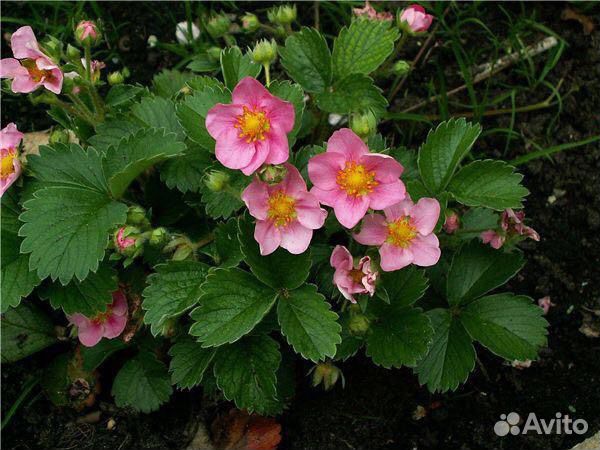Садовые цветы и растения