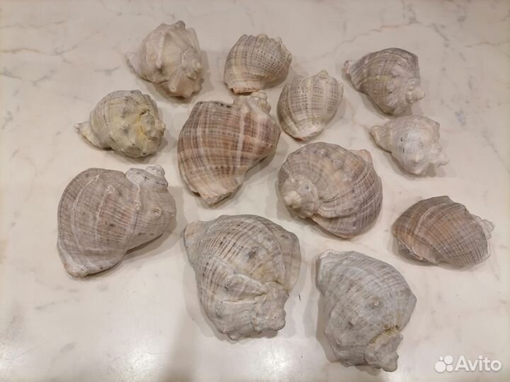 Ракушка рапан