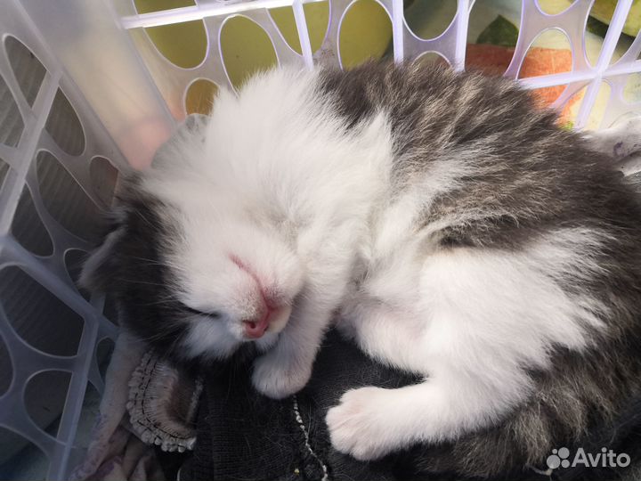 Котенок в добрые руки