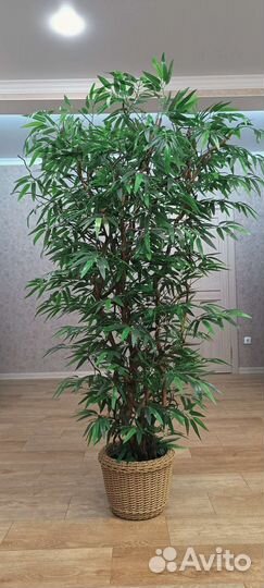 Бенджамин искусственный манго