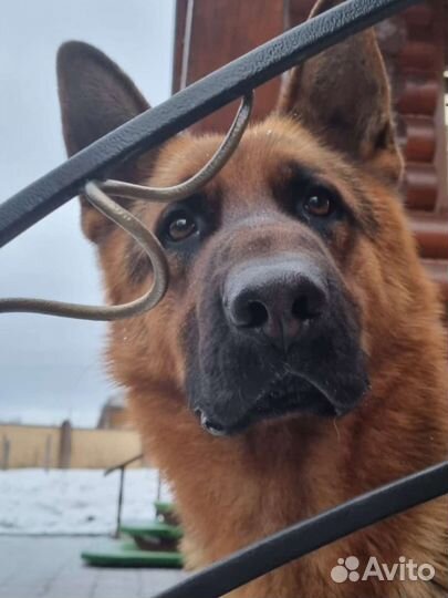 Собака вязка