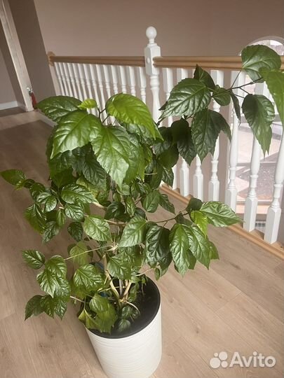 Гибискус роза