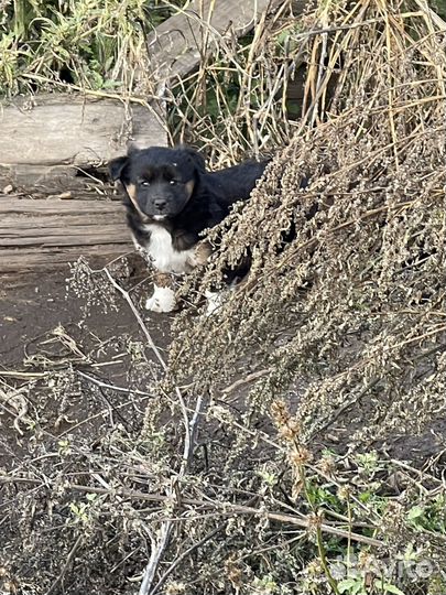 Собаки в дар