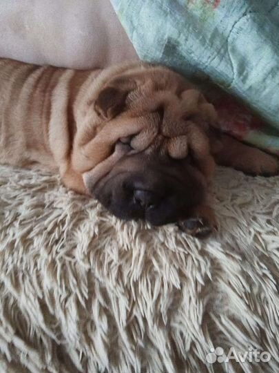 Щенки шарпей