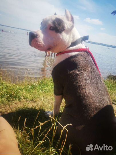 Передержка животных