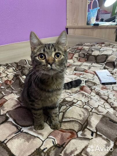 Кот, 5-6 мес
